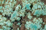 Polished Turquoise Specimen - Number Mine, Carlin, NV #260494-2